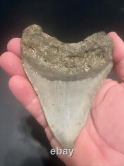 Megalodon Sharks Tooth 4.44 Inch! NO RESTORATIONS fossil sharks teeth #0119