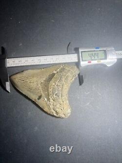 Megalodon Sharks Tooth 4.44 Inch! NO RESTORATIONS fossil sharks teeth #0119