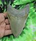 Megalodon Sharks Tooth 4 5/16'' Inch No Restorations Fossil Sharks Teeth Tooth