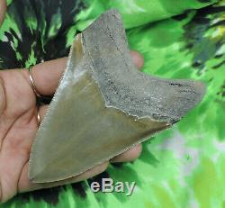 Megalodon Sharks Tooth 4 5/16'' inch NO RESTORATIONS fossil sharks teeth tooth