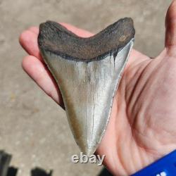 Megalodon Sharks Tooth 4.5 Inch South Carolina NO Repair Beautiful Color