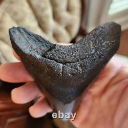 Megalodon Sharks Tooth 4.5 Inch South Carolina NO Repair Beautiful Color