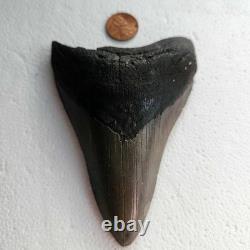 Megalodon Sharks Tooth 4.5 Inch South Carolina NO Repair Beautiful Color