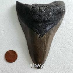 Megalodon Sharks Tooth 4.5 Inch South Carolina NO Repair Beautiful Color