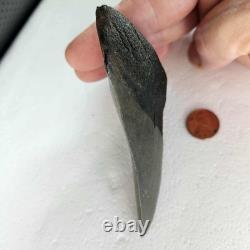 Megalodon Sharks Tooth 4.5 Inch South Carolina NO Repair Beautiful Color