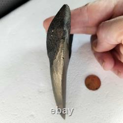 Megalodon Sharks Tooth 4.5 Inch South Carolina NO Repair Beautiful Color