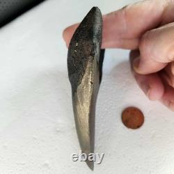 Megalodon Sharks Tooth 4.5 Inch South Carolina NO Repair Beautiful Color