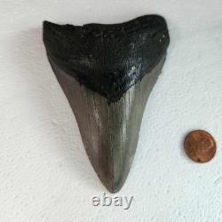 Megalodon Sharks Tooth 4.5 Inch South Carolina NO Repair Beautiful Color