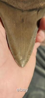 Megalodon Sharks Tooth 4.5 Inch South Carolina NO Repair Beautiful Color