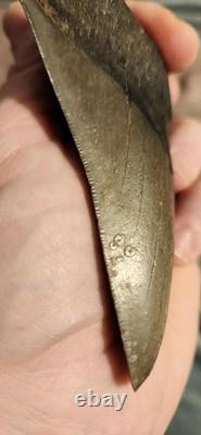 Megalodon Sharks Tooth 4.5 Inch South Carolina NO Repair Beautiful Color