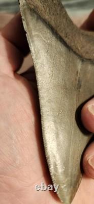 Megalodon Sharks Tooth 4.5 Inch South Carolina NO Repair Beautiful Color