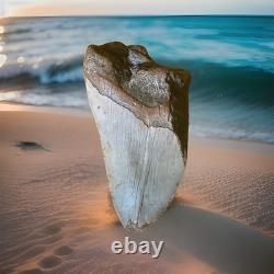 Megalodon Sharks Tooth 4-5 inch fully restored fossil sharks tooth