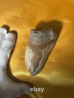 Megalodon Sharks Tooth 4-5 inch fully restored fossil sharks tooth