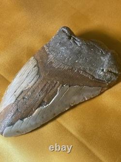 Megalodon Sharks Tooth 4-5 inch fully restored fossil sharks tooth