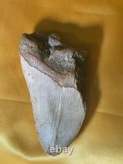 Megalodon Sharks Tooth 4-5 inch fully restored fossil sharks tooth
