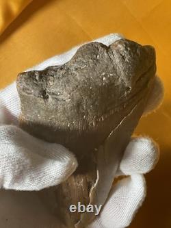 Megalodon Sharks Tooth 4-5 inch fully restored fossil sharks tooth