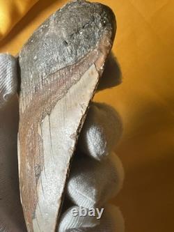 Megalodon Sharks Tooth 4-5 inch fully restored fossil sharks tooth
