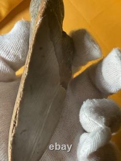 Megalodon Sharks Tooth 4-5 inch fully restored fossil sharks tooth