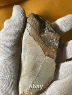 Megalodon Sharks Tooth 4-5 inch fully restored fossil sharks tooth