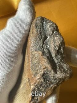 Megalodon Sharks Tooth 4-5 inch fully restored fossil sharks tooth