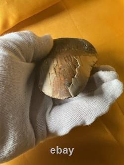 Megalodon Sharks Tooth 4-5 inch fully restored fossil sharks tooth