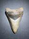 Megalodon Sharks Tooth 4.69 Inch Fossil Sharks Excellent Quality Teeth #0106