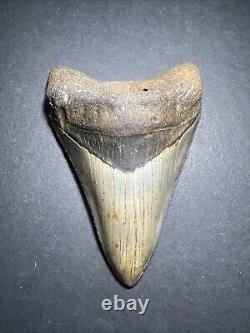 Megalodon Sharks Tooth 4.69 inch fossil sharks Excellent Quality Teeth #0106