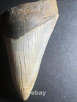 Megalodon Sharks Tooth 4.69 inch fossil sharks Excellent Quality Teeth #0106