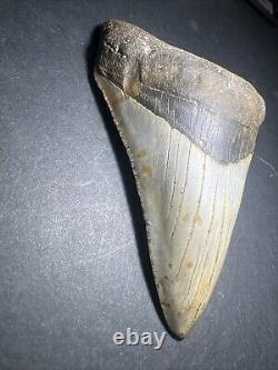 Megalodon Sharks Tooth 4.69 inch fossil sharks Excellent Quality Teeth #0106