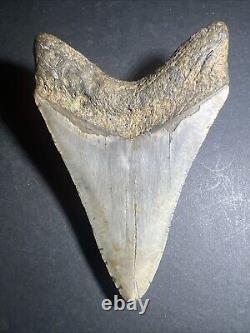 Megalodon Sharks Tooth 4.69 inch fossil sharks Excellent Quality Teeth #0106