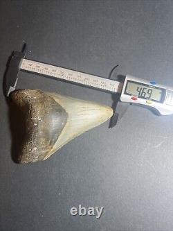 Megalodon Sharks Tooth 4.69 inch fossil sharks Excellent Quality Teeth #0106