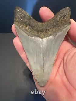 Megalodon Sharks Tooth 4.69 inch fossil sharks Excellent Quality Teeth #0106