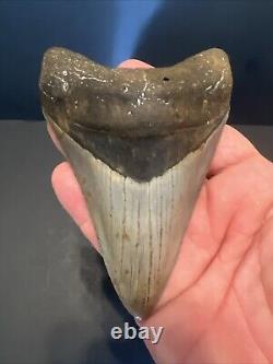 Megalodon Sharks Tooth 4.69 inch fossil sharks Excellent Quality Teeth #0106
