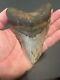 Megalodon Sharks Tooth 4.72 Inch Huge! Nice! Fossil Sharks Teeth Tooth #95