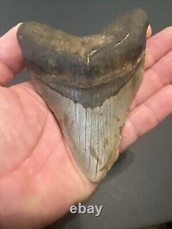 Megalodon Sharks Tooth 4.72 Inch HUGE! NICE! Fossil sharks teeth tooth #95