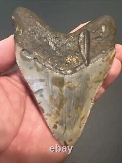 Megalodon Sharks Tooth 4.72 Inch HUGE! NICE! Fossil sharks teeth tooth #95