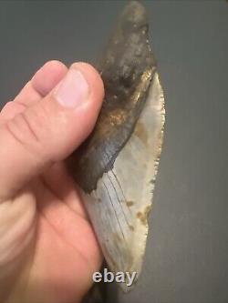 Megalodon Sharks Tooth 4.72 Inch HUGE! NICE! Fossil sharks teeth tooth #95