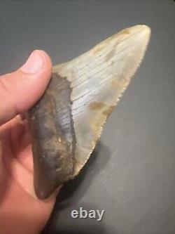 Megalodon Sharks Tooth 4.72 Inch HUGE! NICE! Fossil sharks teeth tooth #95
