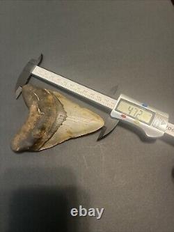 Megalodon Sharks Tooth 4.72 Inch HUGE! NICE! Fossil sharks teeth tooth #95