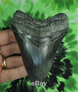 Megalodon Sharks Tooth 4 7/16'' inch NO RESTORATIONS fossil sharks teeth tooth