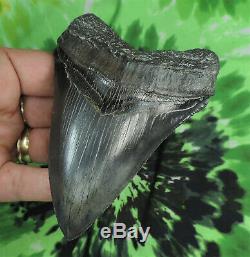 Megalodon Sharks Tooth 4 7/16'' inch NO RESTORATIONS fossil sharks teeth tooth