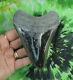 Megalodon Sharks Tooth 4 7/8 Inch Polished Fossil Sharks Teeth Tooth