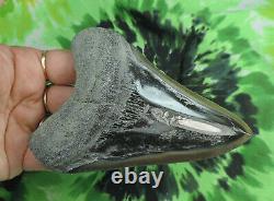 Megalodon Sharks Tooth 4 7/8 inch POLISHED fossil sharks teeth tooth