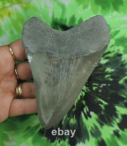 Megalodon Sharks Tooth 4 7/8 inch POLISHED fossil sharks teeth tooth