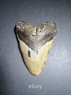 Megalodon Sharks Tooth 4.87 inch fossil sharks teeth tooth #0102