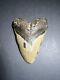 Megalodon Sharks Tooth 4.87 Inch Fossil Sharks Teeth Tooth #0102