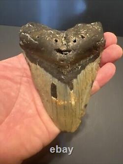 Megalodon Sharks Tooth 4.87 inch fossil sharks teeth tooth #0102