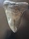 Megalodon Sharks Tooth 5 11/16 Inch Fossil Sharks Teeth Tooth