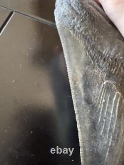 Megalodon Sharks Tooth 5 11/16 inch fossil sharks teeth tooth