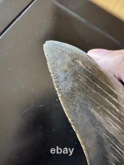 Megalodon Sharks Tooth 5 11/16 inch fossil sharks teeth tooth